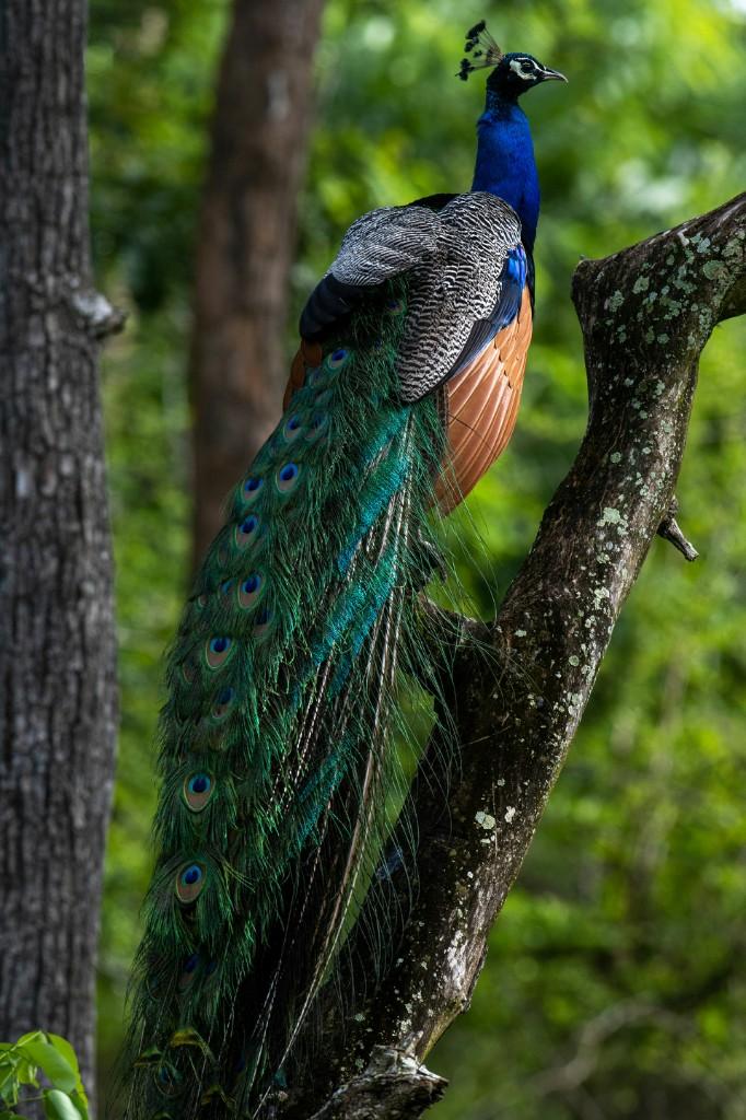 Peacock perched among the trees at Seven Stones
